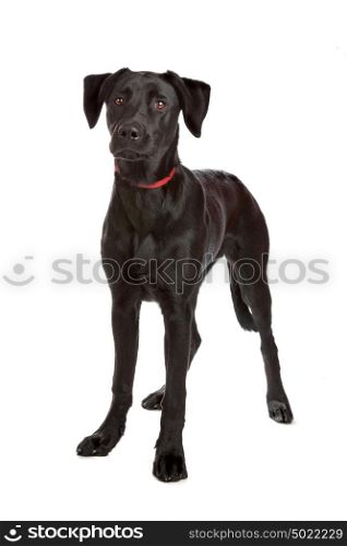 mixed breed puppy labrador/shepherd isolated on white
