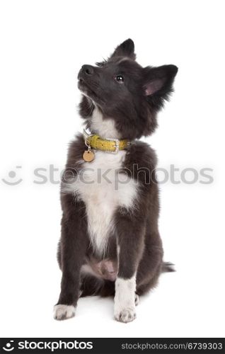 mixed breed puppy. mixed breed puppy, half sheltie, in front of a white background