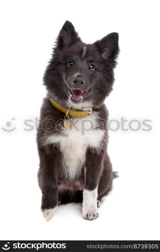 mixed breed puppy. mixed breed puppy, half sheltie, in front of a white background