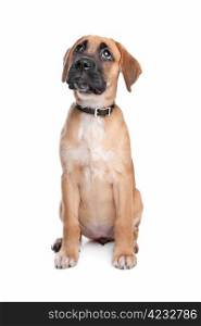 mixed breed puppy. mixed breed puppy. mix from a boxer and a labrador