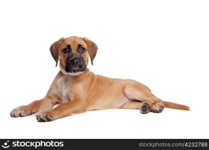 mixed breed puppy. mixed breed puppy. mix from a boxer and a labrador