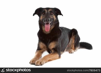 mixed breed shepherd dog. mixed breed shepherd dog in front of a white background.