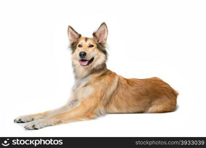 mixed breed shepherd dog. mixed breed shepherd dog lying in front of a white background