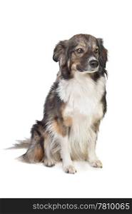 mixed breed tri-colored dog. mixed breed tri-colored dog in front of a white background
