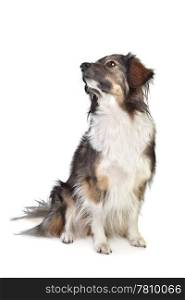 mixed breed tri-colored dog. mixed breed tri-colored dog in front of a white background