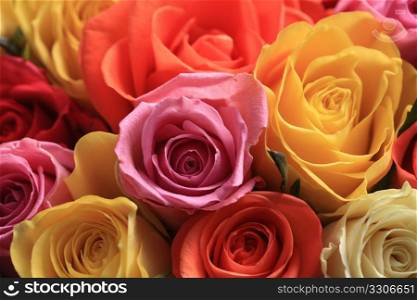 Mixed color bouquet of roses in close up