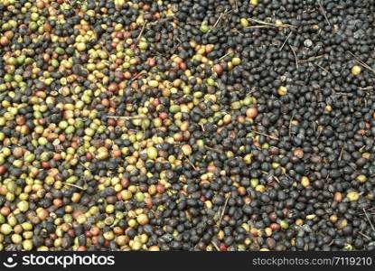 Mixed color coffee beans.