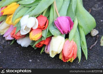 Mixed colored tulips with bright green leaves after a rain shower