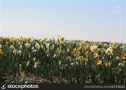Mixed daffodils, white and yellow, growing on a field