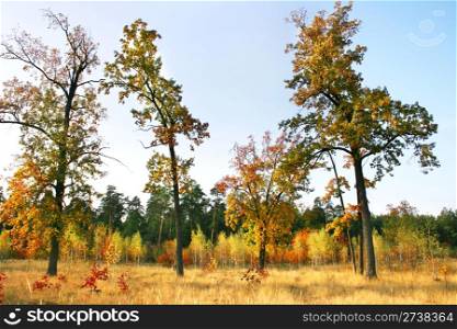 Mixed Deciduous Forest in Autumn