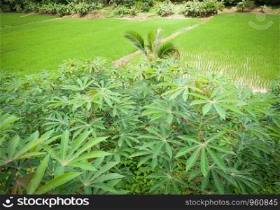 Mixed farming and planting banana trees cassava coconut palm in rice fields is agricultural system organic on the mountain asian