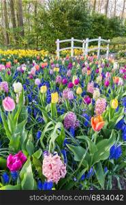Mixed field of flowers with tulips hyacinths and white bridge