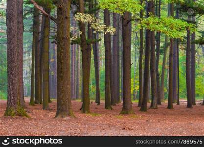 mixed forest with old tall trees in northern latitudes