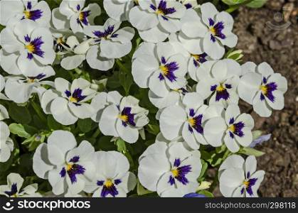 Mixed of purple and white color pansy, Viola altaica or violet flower covered with snow, Pancharevo, Sofia, Bulgaria