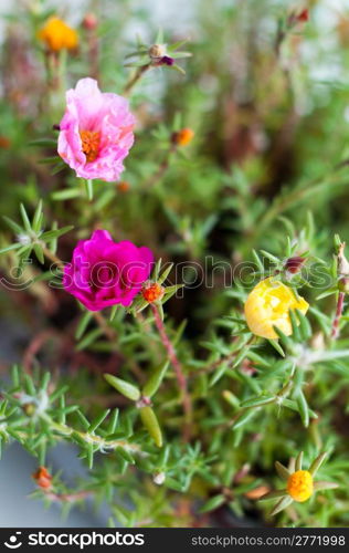 Mixed portulaca flowers - also called purslane roses, sun plant or verdolaga