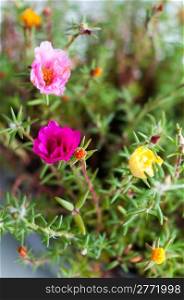 Mixed portulaca flowers - also called purslane roses, sun plant or verdolaga