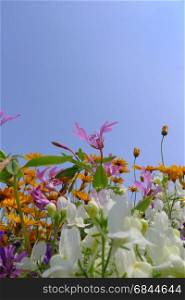 mixed summer anual flowers. mixed summer anual flowers in blue sky The Netherlands