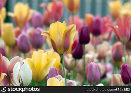 Mixed tulips in field, The Netherlands