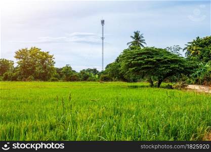 Mobile station receiver antenna tower and tree with field green grass with field cornfield in Asia country agriculture harvest with fluffy clouds blue sky daylight background.