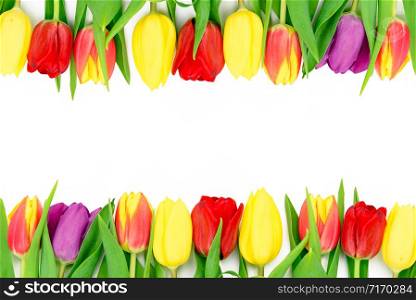 Mock-up of fresh multi colored tulips flowers isolated on a white background with copy space.