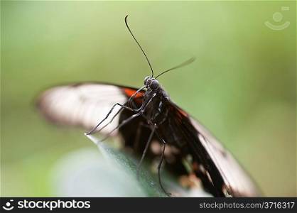 Mocker Swallowtail butterfly Papilio Dardanus