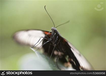 Mocker Swallowtail butterfly Papilio Dardanus