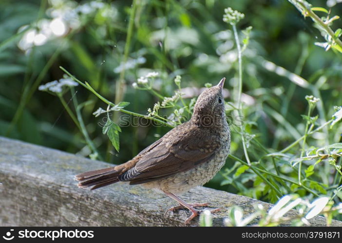 Mockingbird perched on the wooden railing waiting for food