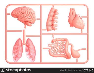 Model kit set with spare internal organs. isolated on white. 3D illustration. Model kit set with spare internal organs