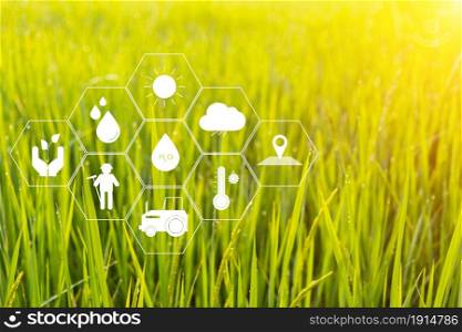 modern agriculture concept technology smart farming icon on rice background