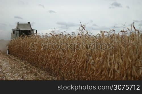 Modern farm combine harvester in process of harvesting maize corn