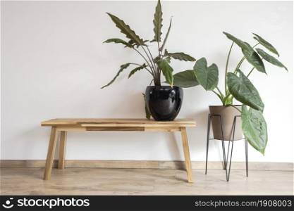 Modern interior hallway or living room in the Scandinavian style. Wooden bench and two stylish green house plants beauty. Modern interior hallway or living room in the Scandinavian style. Wooden bench and two stylish green house plants