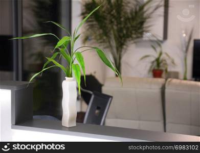 Modern living room interior with fresh green plant vase decoration.