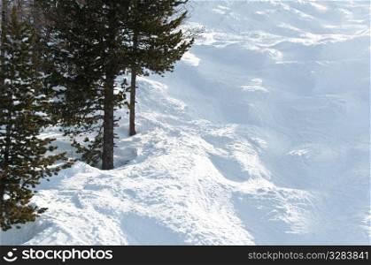 Mogul slope with trees on one side