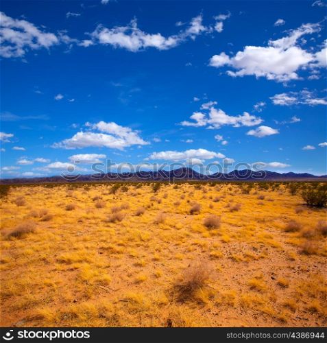 Mohave desert in California Yucca Valley USA