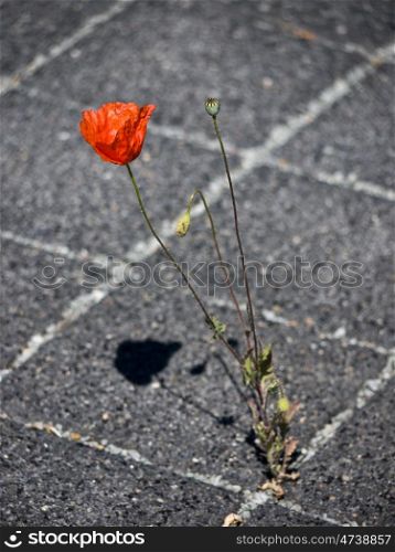 Mohnbluete-Steinboden. single open poppy flower on stone floor