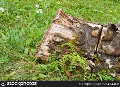 moldering stump with moss on a grass