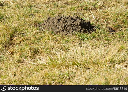 Molehill and grass in garden