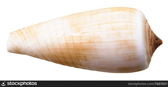 mollusc shell of sea cone snail isolated on white background