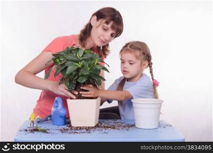 Mom and daughter five-year houseplant transplanted from one pot to another