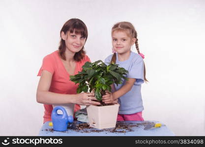 Mom and daughter five-year houseplant transplanted from one pot to another