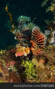 Mombasa Lionfish swimming underwater, North Sulawesi, Sulawesi, Indonesia