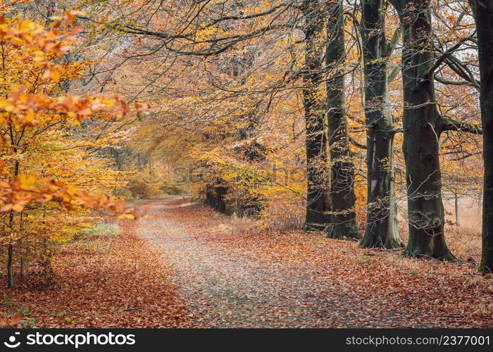 Moments of light in the colourful autumn forest. colourful foliage. deep light. falling leaves. winding paths. perfect outdoor weather. light and shadow in the forest. yellow, green and orange trees.. Empty road leading through fall foliage forest