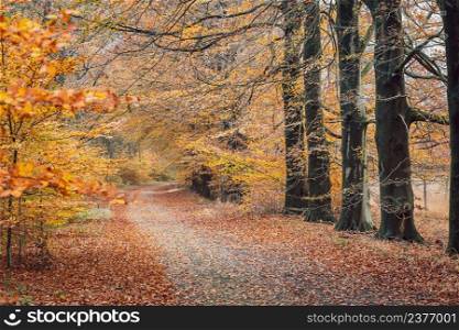 Moments of light in the colourful autumn forest. colourful foliage. deep light. falling leaves. winding paths. perfect outdoor weather. light and shadow in the forest. yellow, green and orange trees.. Empty road leading through fall foliage forest