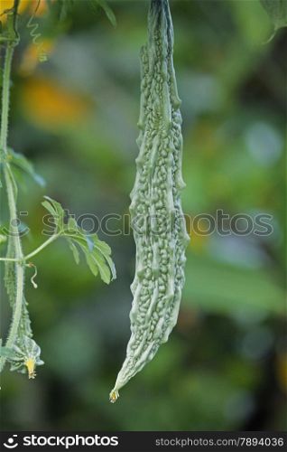 Momordica charantia, known as bitter melon, bitter gourd, bitter squash or balsam-pear in English, has many other local names. It is a tropical and subtropical vine of the family Cucurbitaceae.
