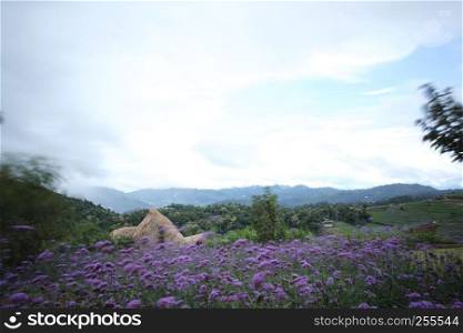 Mon Cham hill ridge with Verbena bonariensis flowers field - Chiangmai,Thailand