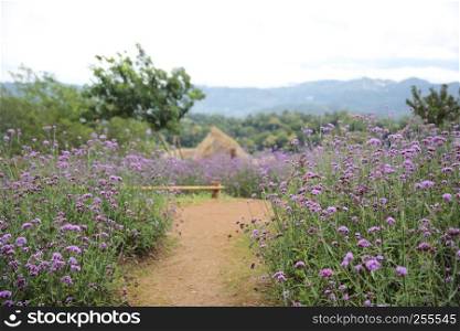 Mon Cham hill ridge with Verbena bonariensis flowers field - Chiangmai,Thailand