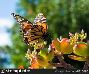 Monach Butterfly Sitting on a Jade Plant in a hotel garden in Madeira