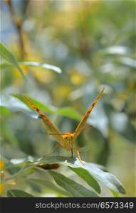 Monarch butterflies on willow leaves . Monarch butterflies on willow