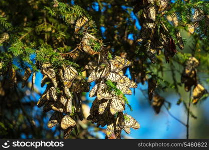 Monarch Butterfly colony in Mexico