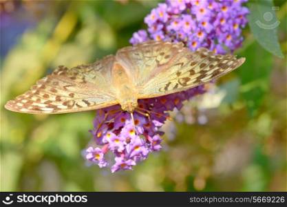 Monarch butterfly (Danaus plexippus) on garden flowers